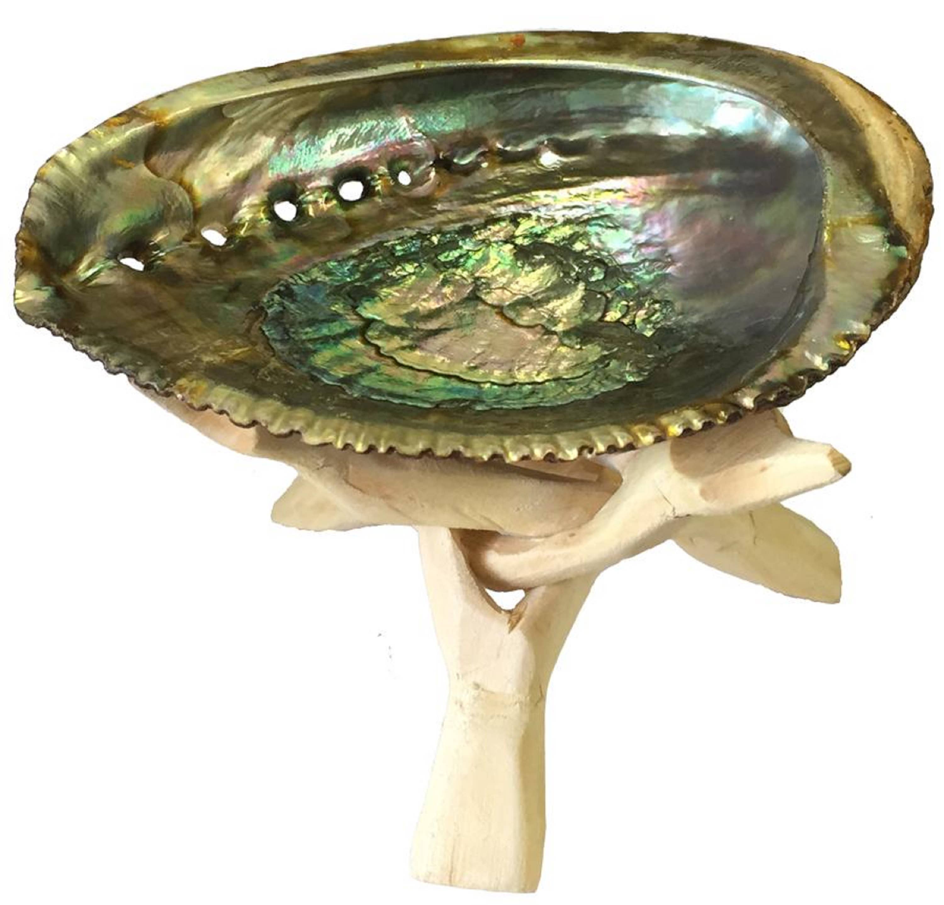 Abalone shell ash tray/ wooden Stand / Sage