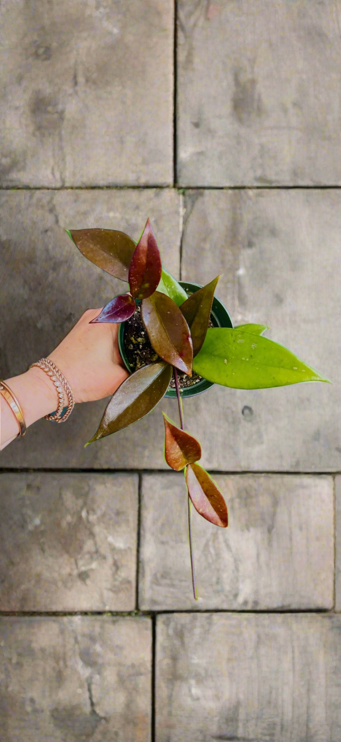 Hoya Pubicalyx ‘Red Buttons’