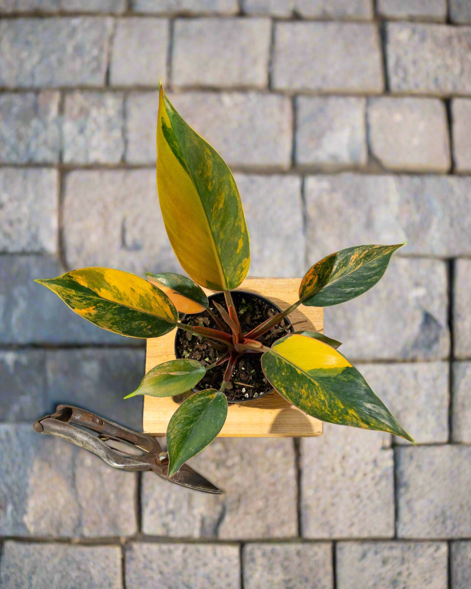 Variegated Philodendron Red Congo &amp;#39;Red Hot&amp;#39;