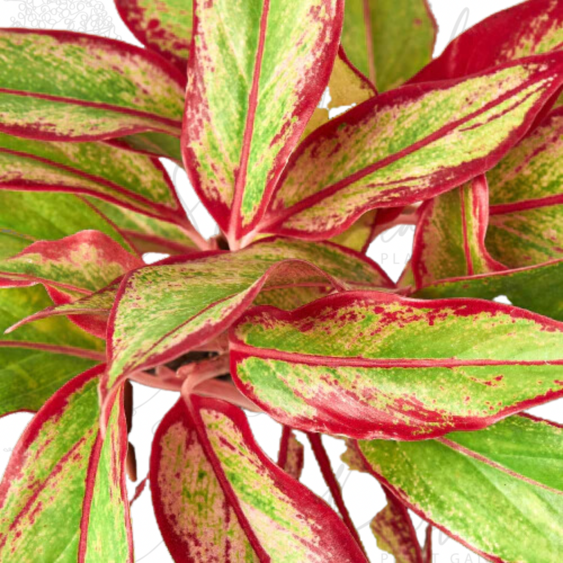 Aglaonema &amp;#39;Red Siam&amp;#39;
