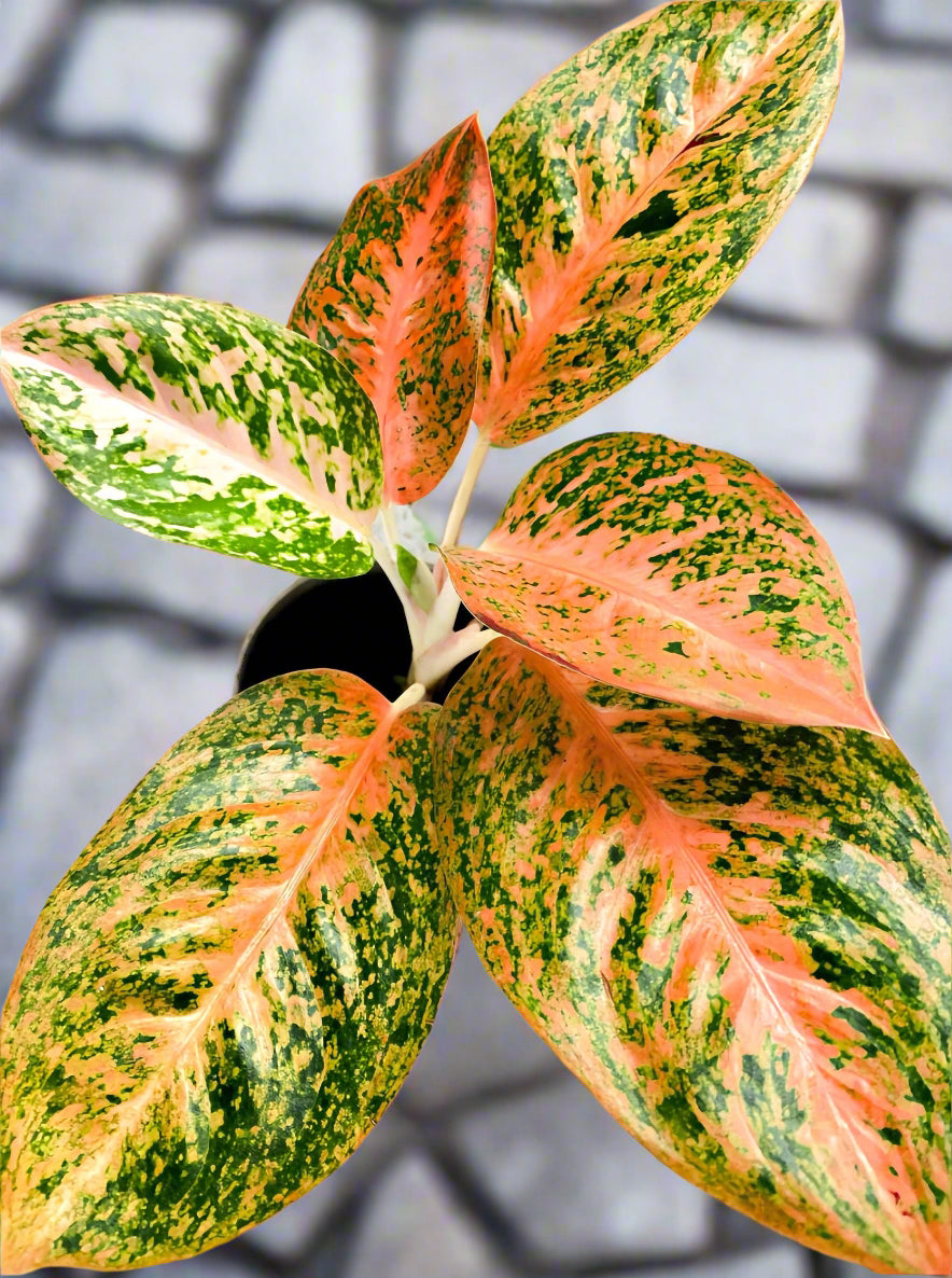 Aglaonema Orange Stardust