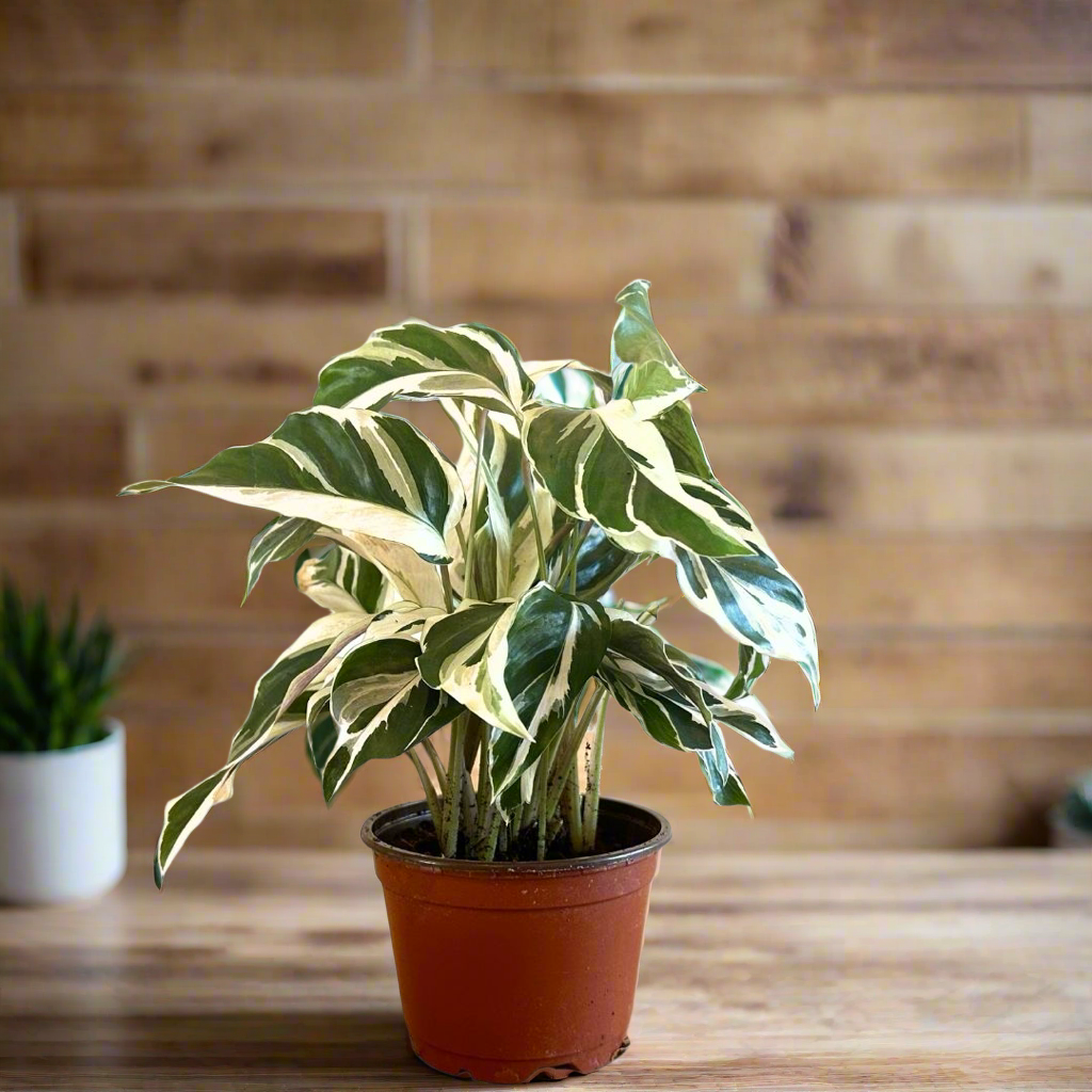 Calathea &amp;#39;White Fusion&amp;#39;