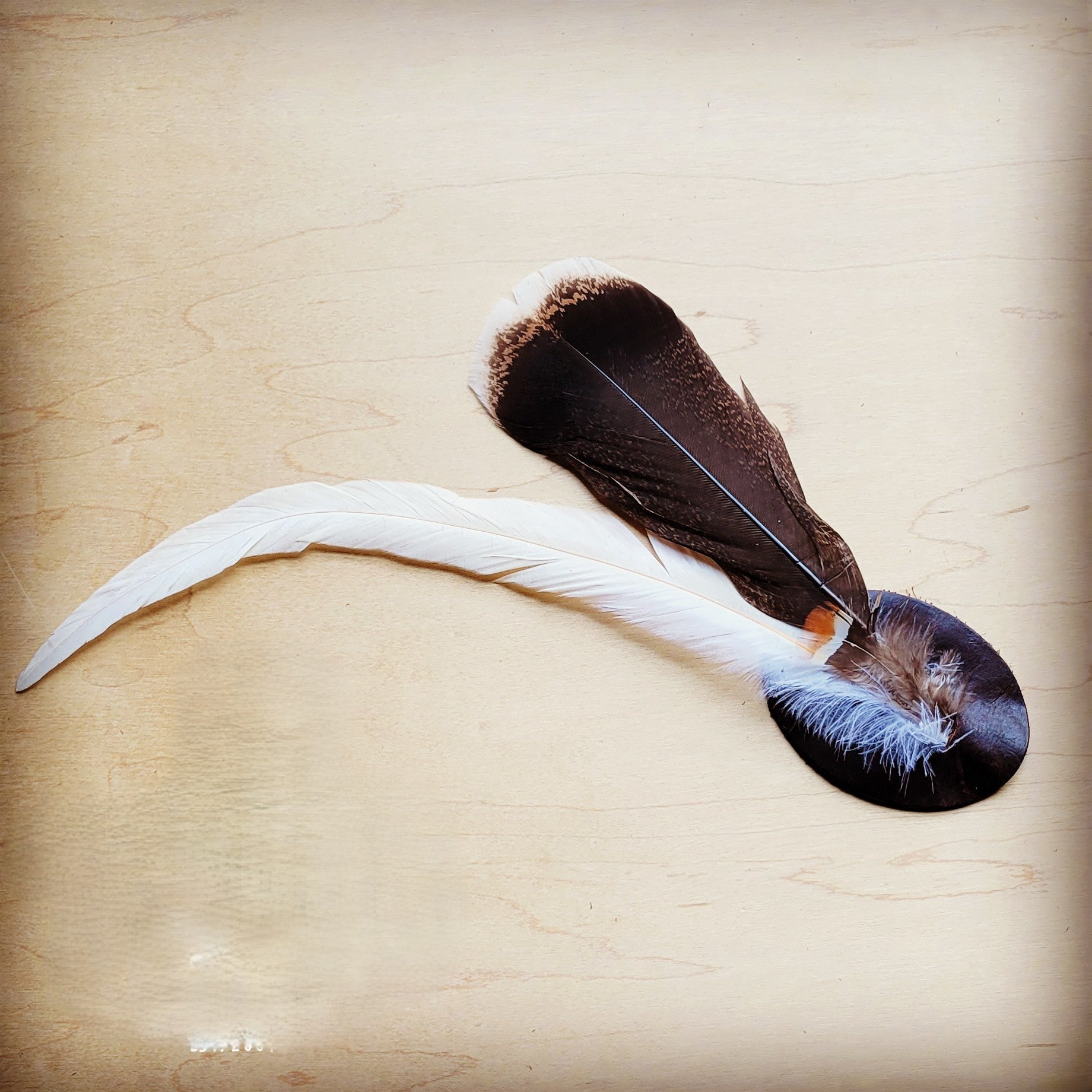 **Turkey &amp;amp; Long White Feather Hat Band (Band Only) 983q