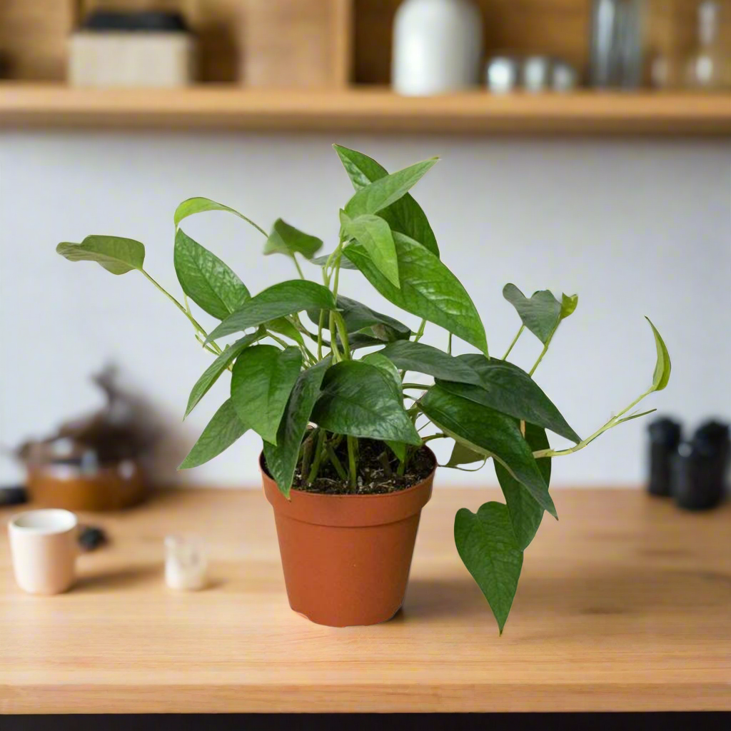 Pothos &amp;#39;Cebu Blue&amp;#39;