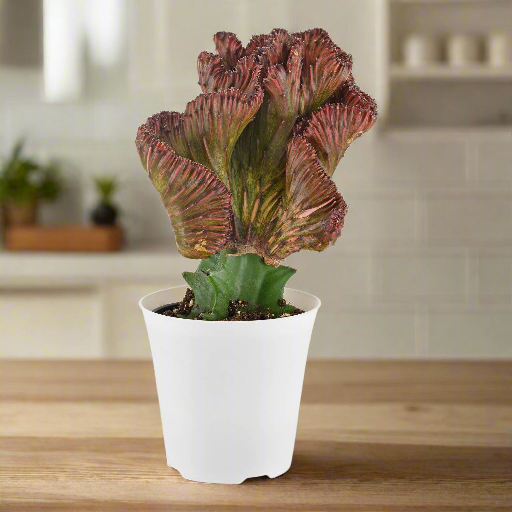 Cactus Mermaid Tail Red