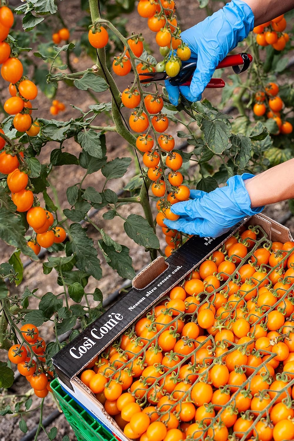 Così Com’è, The Yellow Datterino in Tomato juice, 28.88oz