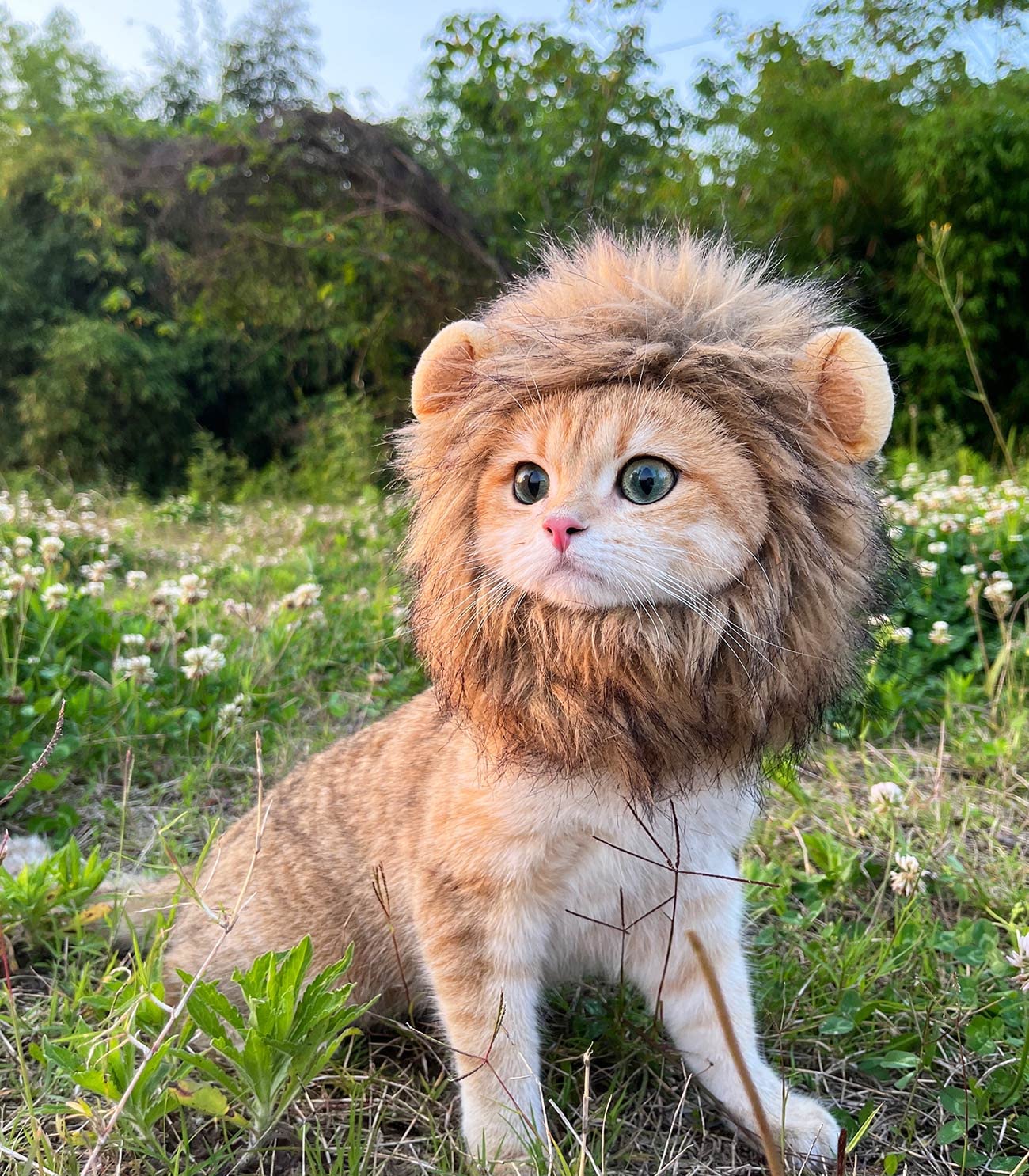 Cute Lion Mane Wig for Cat Costume Pet | ZAKAPOP