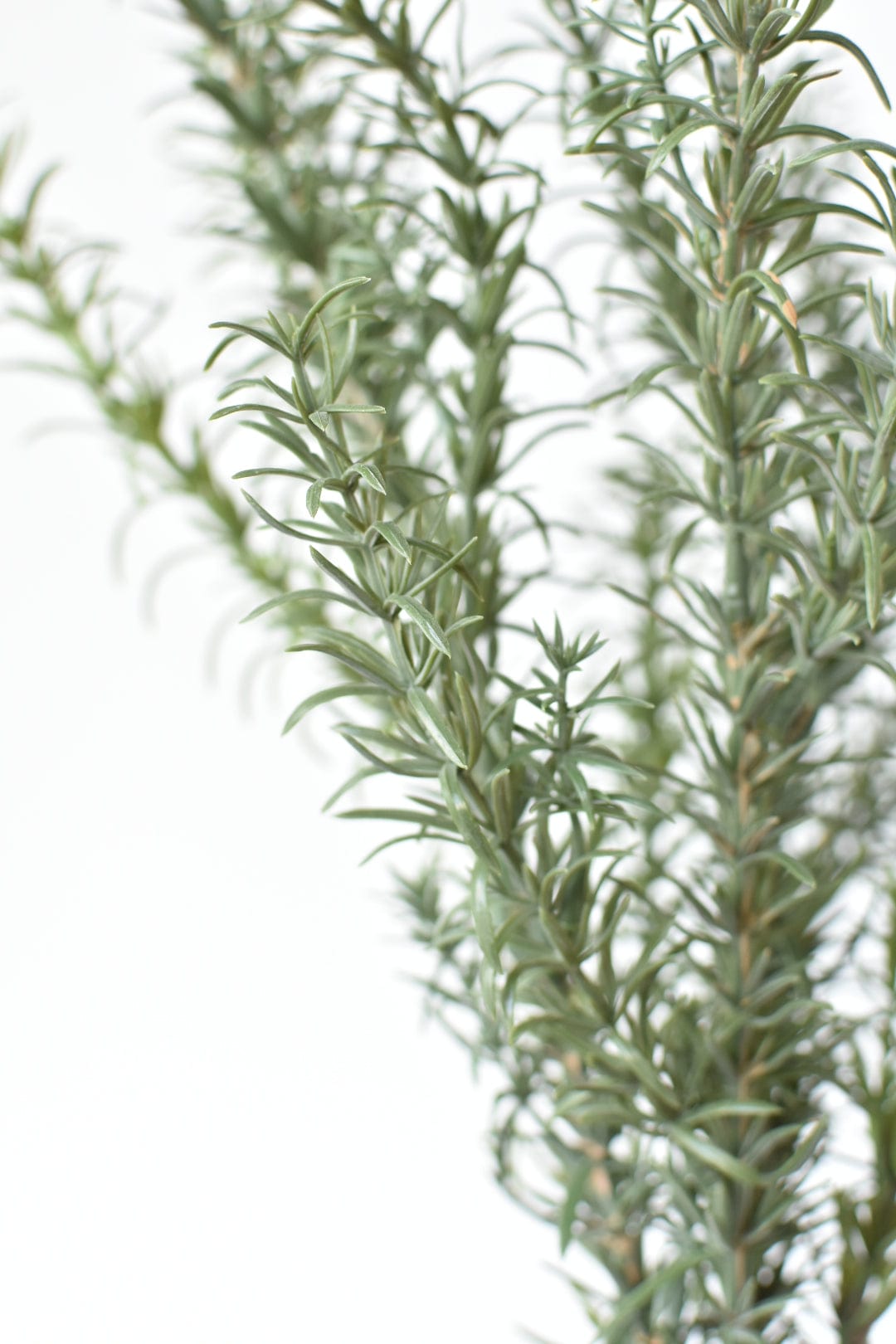 24&amp;quot; Faux Rosemary Bush