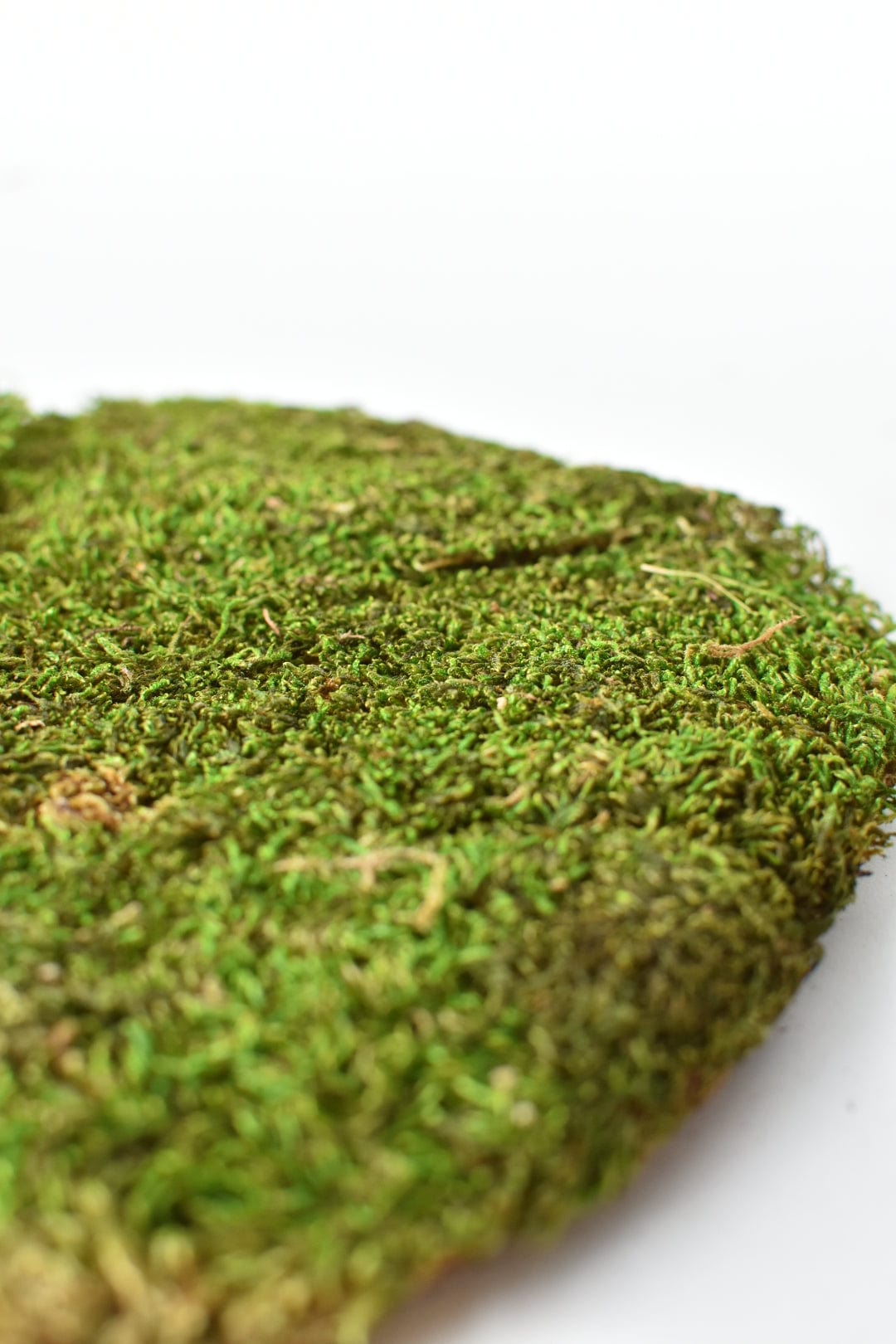 Preserved Sheet Moss, 8&amp;quot; x 9&amp;quot; piece