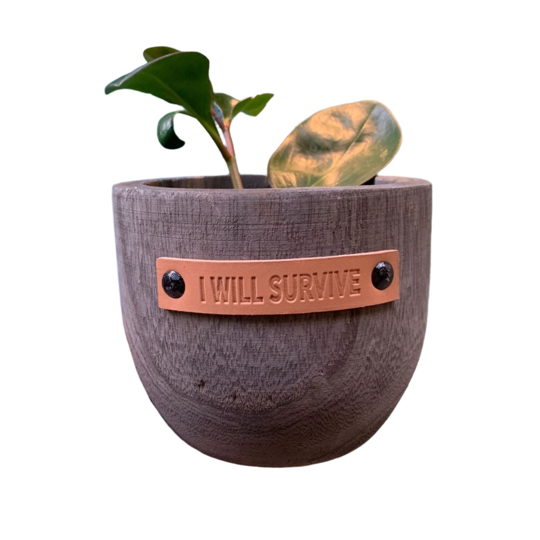 I Will Survive Paulownia Wood Planter | 5&amp;quot; Tall