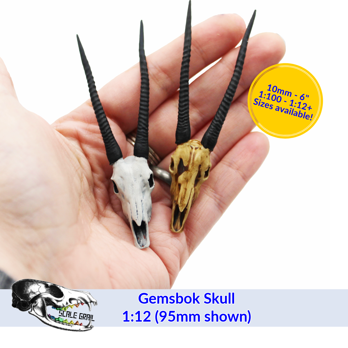 Gemsbok Skull (Field Bones #5: Africa) miniature dollhouse and diorama collectibles by The Scale Grail