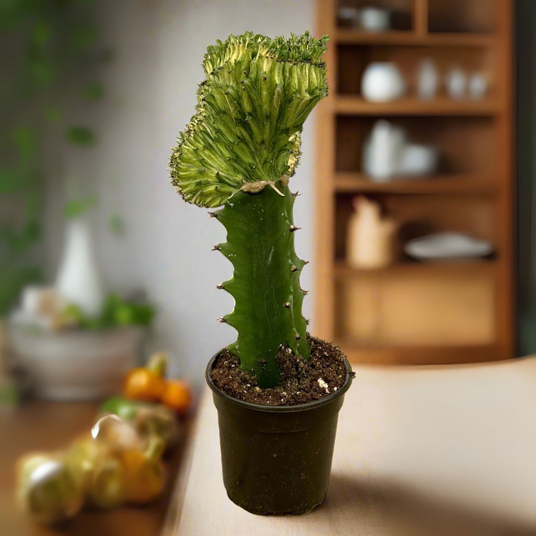 Cactus Mermaid Tail Yellow