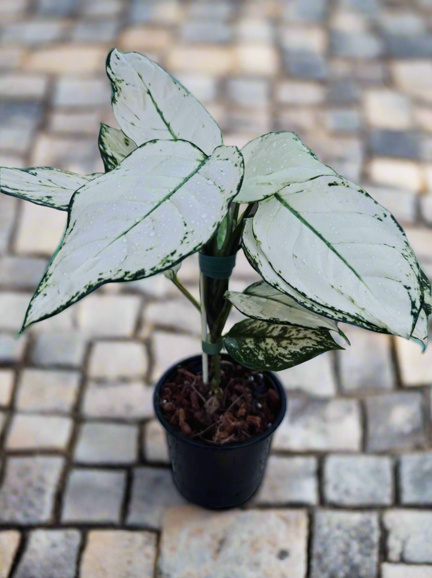 Aglaonema &amp;#39;Super White&amp;#39; *Rare