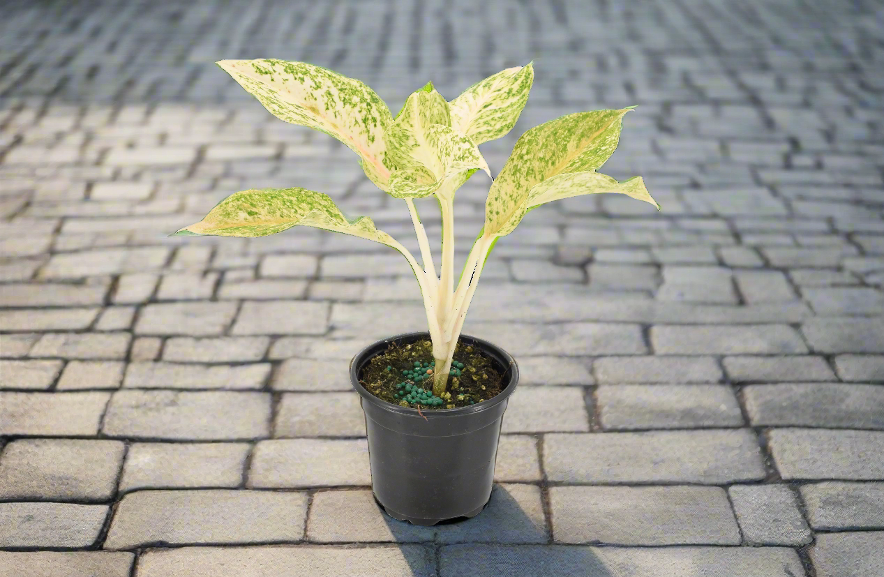 Aglaonema &amp;#39;White Snow Dream&amp;#39;
