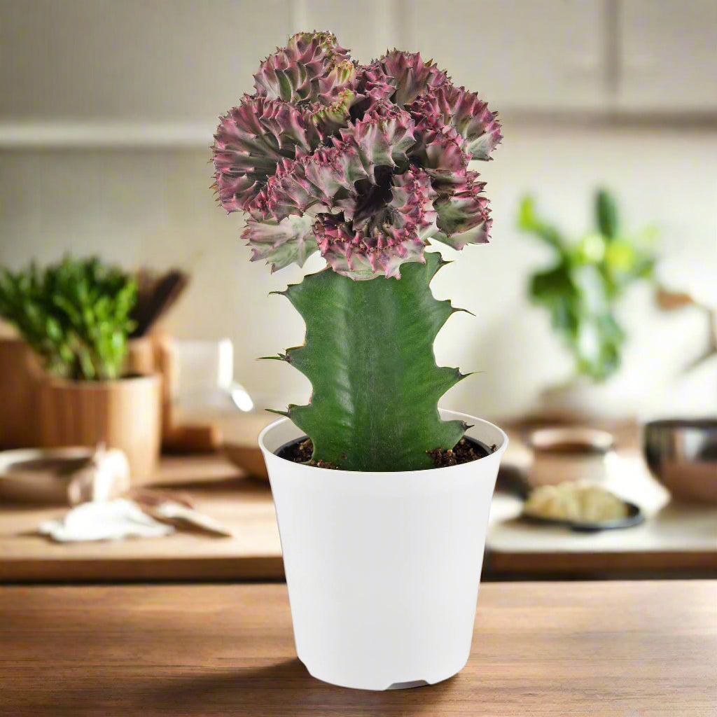 Cactus Mermaid Tail Light Purple