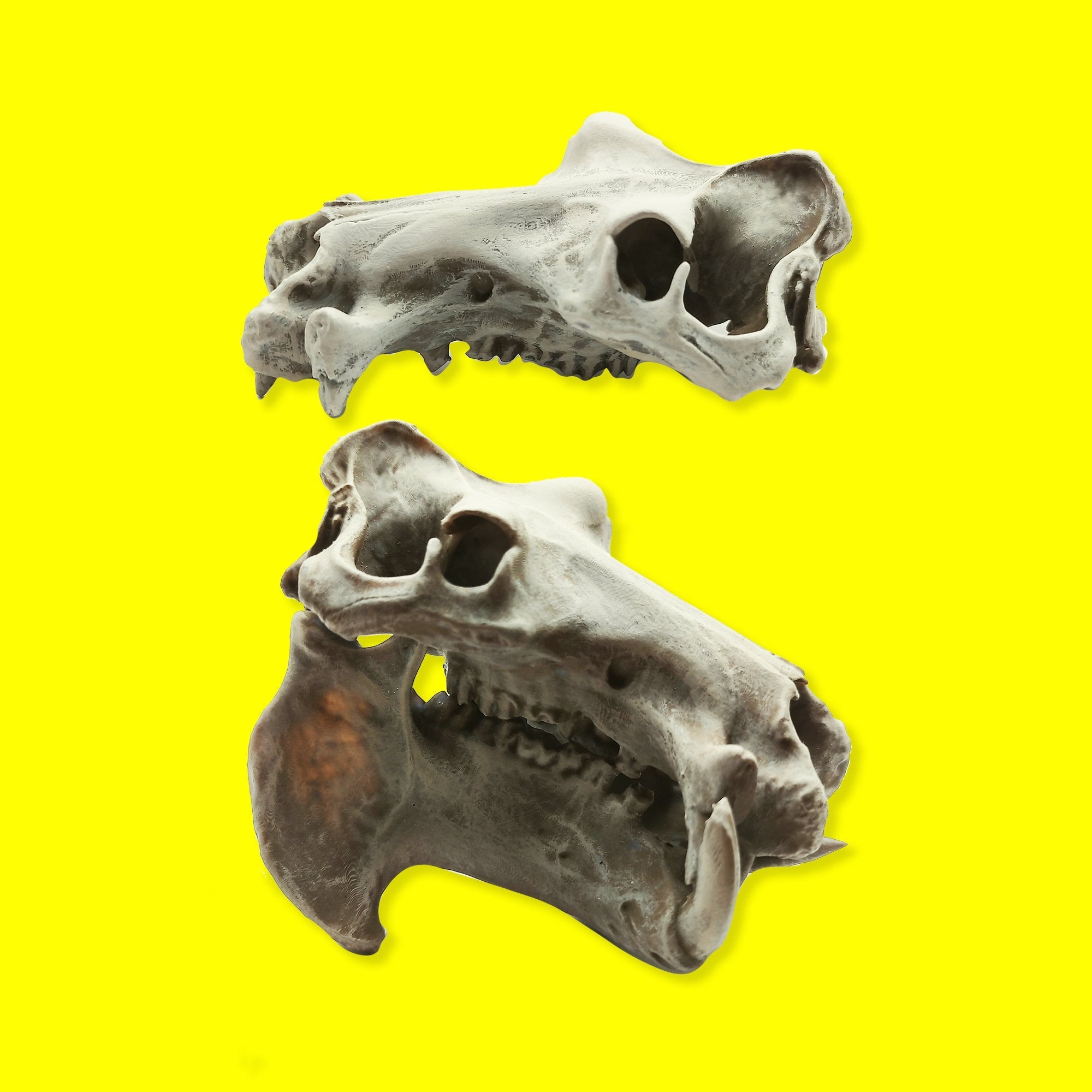 Hippo Skull Replica (Field Bones #37: Africa) 1:12 Scale Hippopotamus for diorama, miniature horror scenes,  dollhouse, curio cabinet (1 skull)