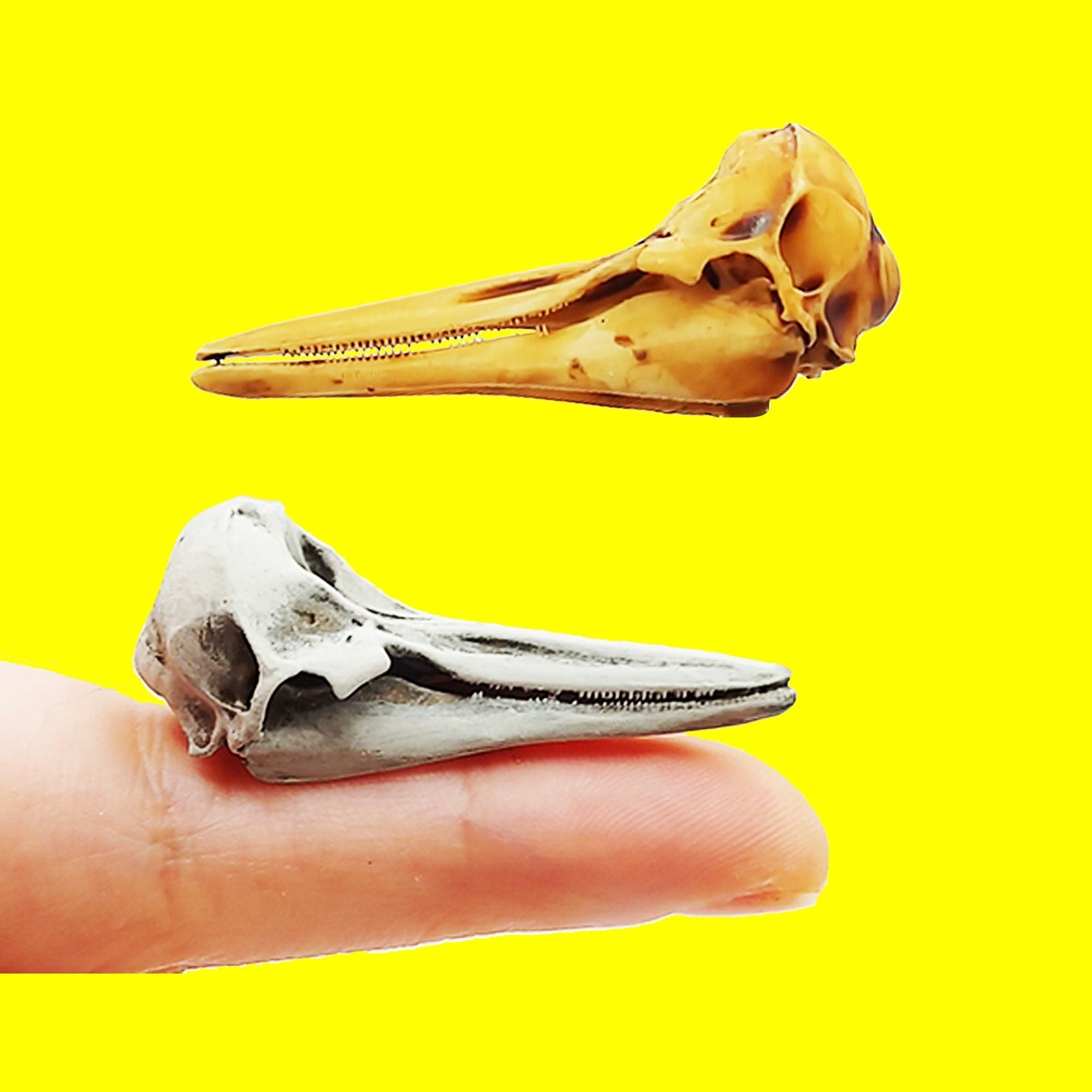 Right Whale Dolphin Skull Replica (Field Bones #36: Marine) 1:12 Scale sea animal skull for beach, ocean, diorama scenes, dollhouse, curio cabinet (1 skull)