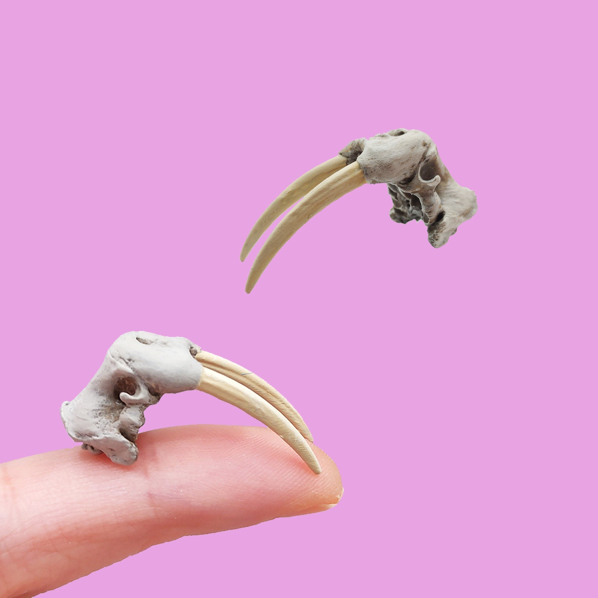 Walrus Skull Replica- 1:24 Scale skull replica for diorama, collectible gift, dollhouse, curio cabinet, interesting curiosity (1 skull)