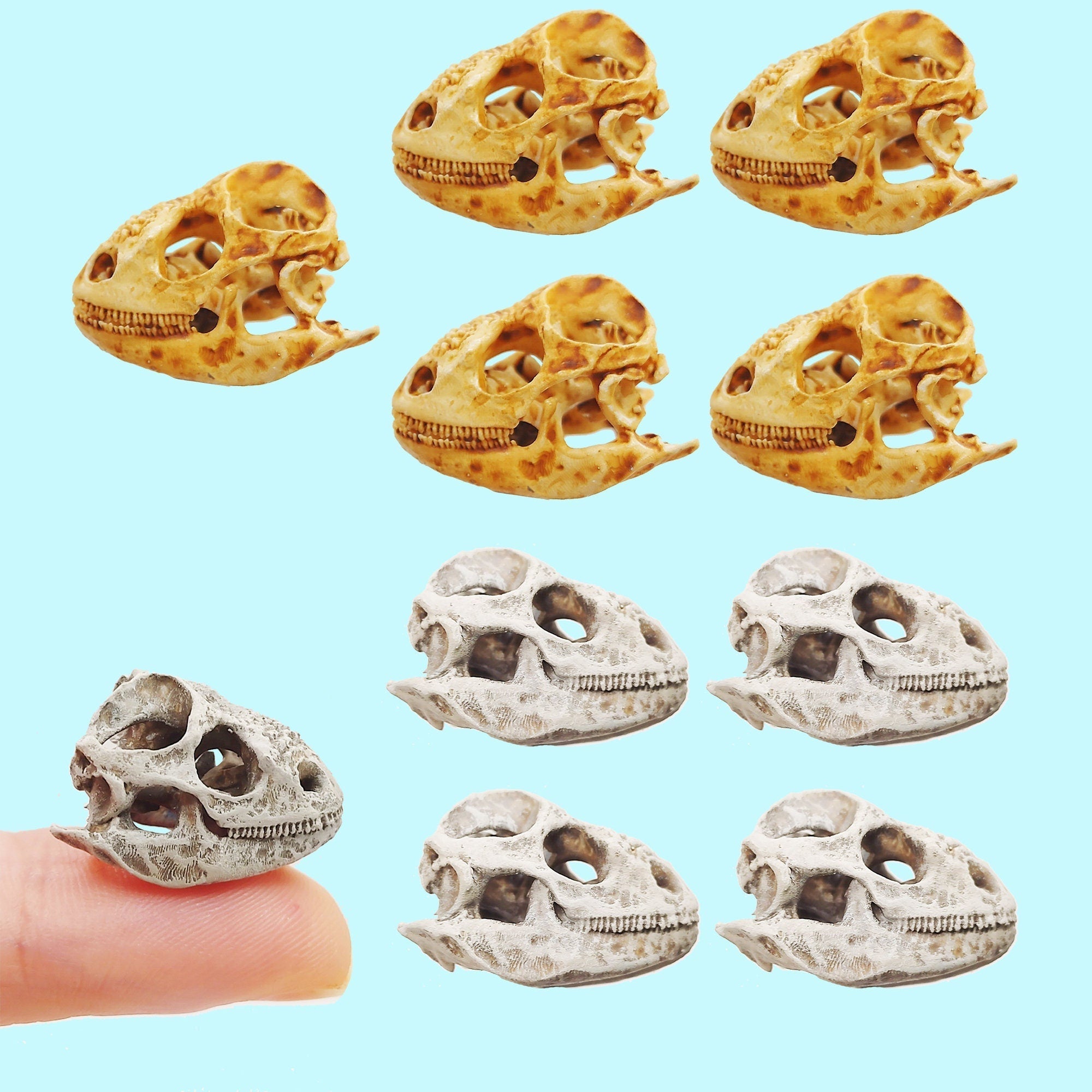 Galapagos Land Iguana (Field Bones #31: South America) Skull Replica 1:6 Scale miniature animal skulls for use in dollhouse, diorama, models, tiny reptile cranium (set of 5)