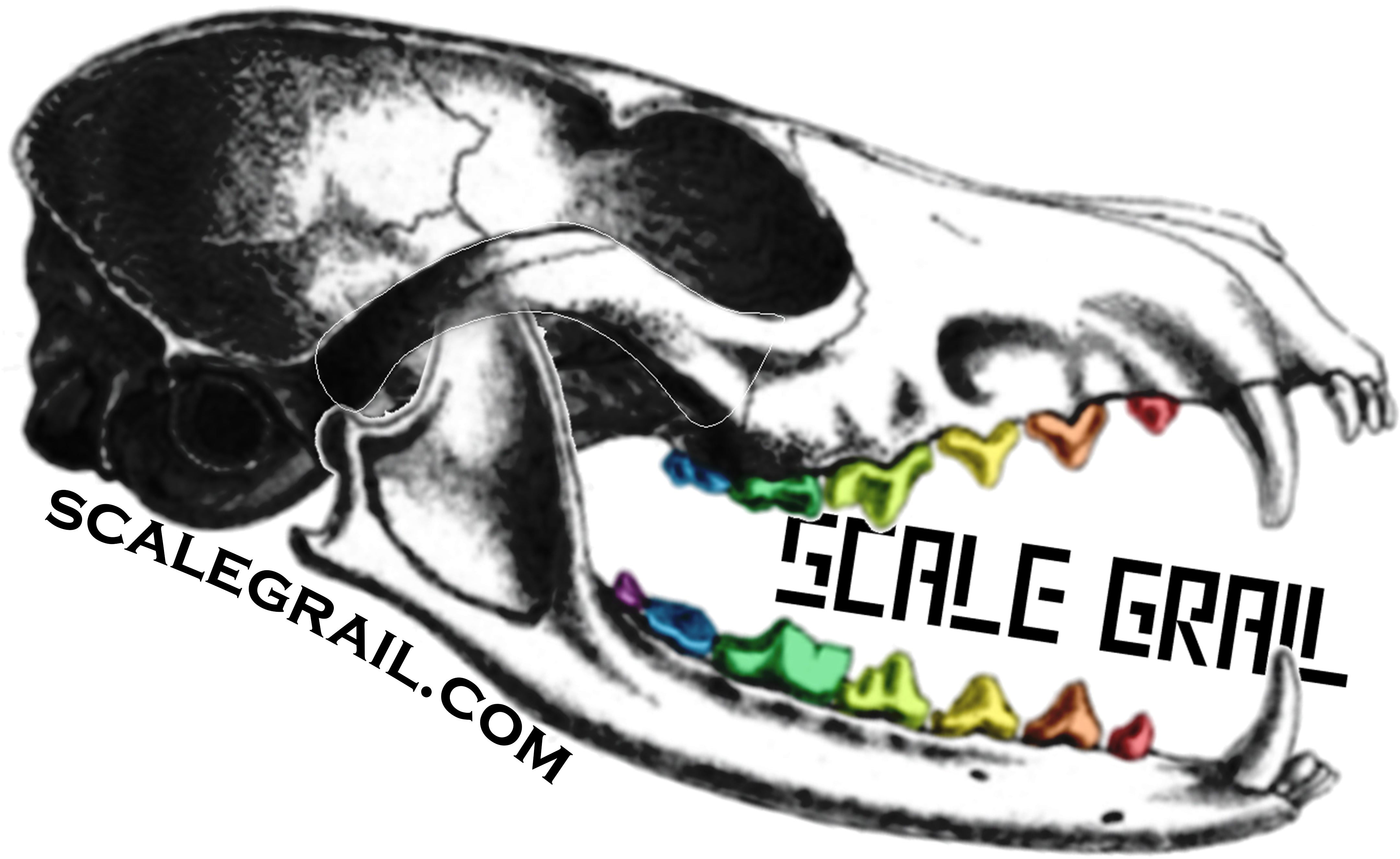 The Scale Grail Gift Card